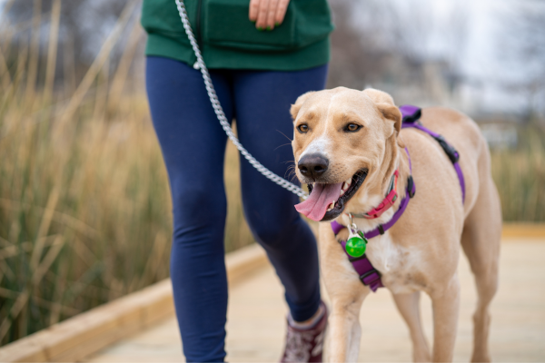 Dinamismo al Guinzaglio: Gestire un Cane Energetico Dinamismo al Guinzaglio: Gestire un Cane Energetico